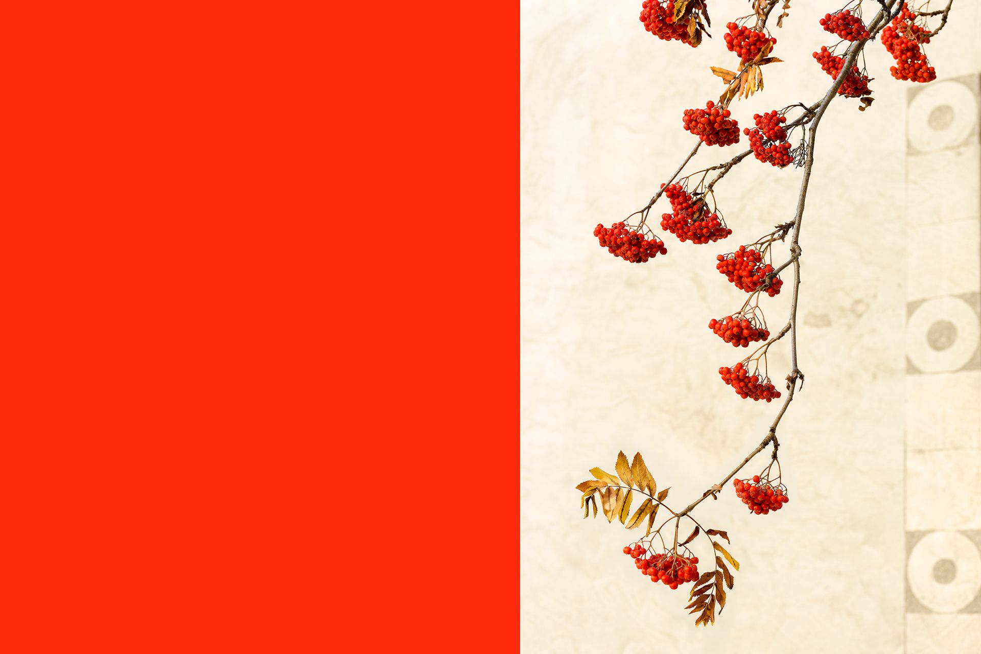 Ast einer Vogelbeere