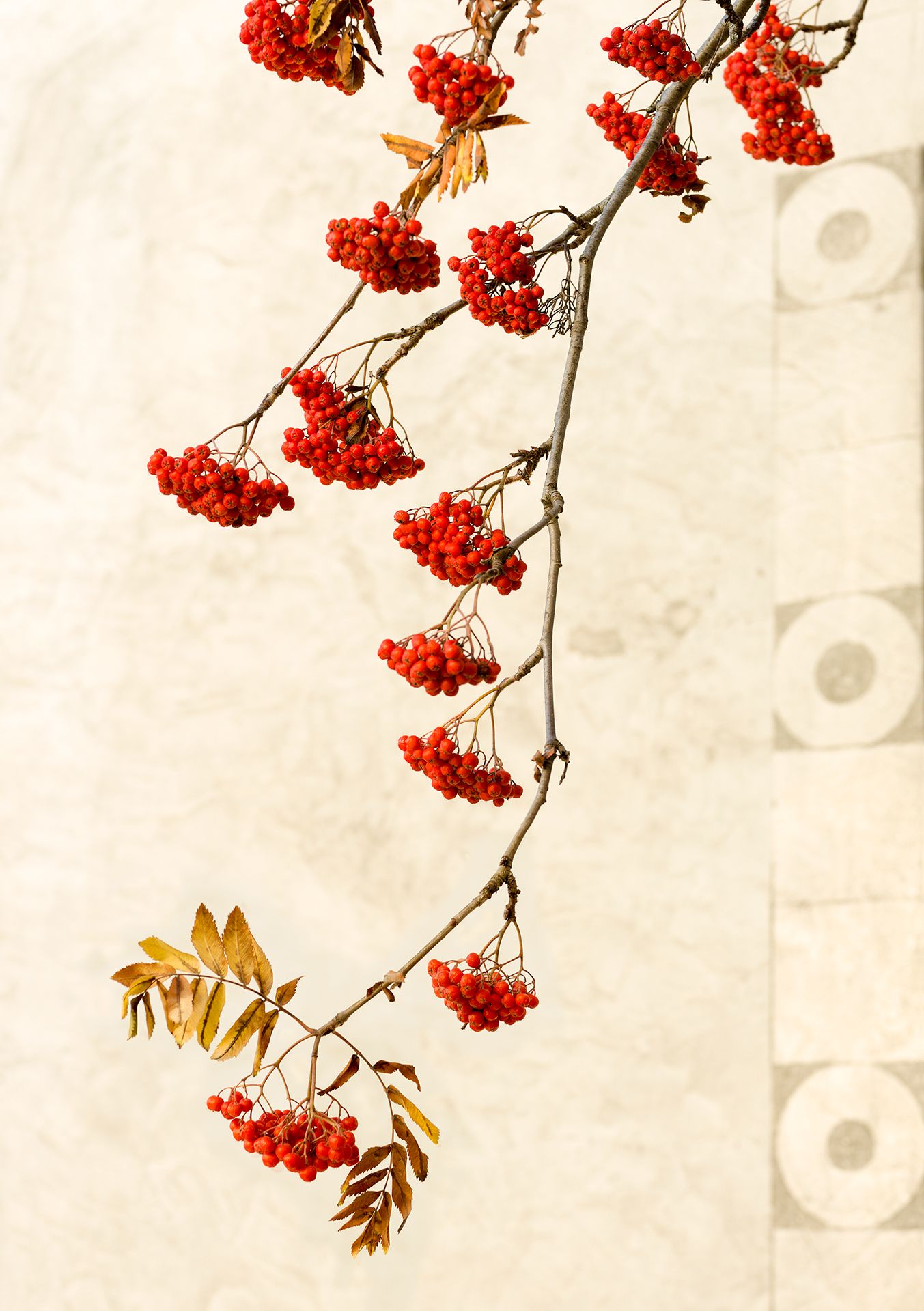 Ast einer Vogelbeere