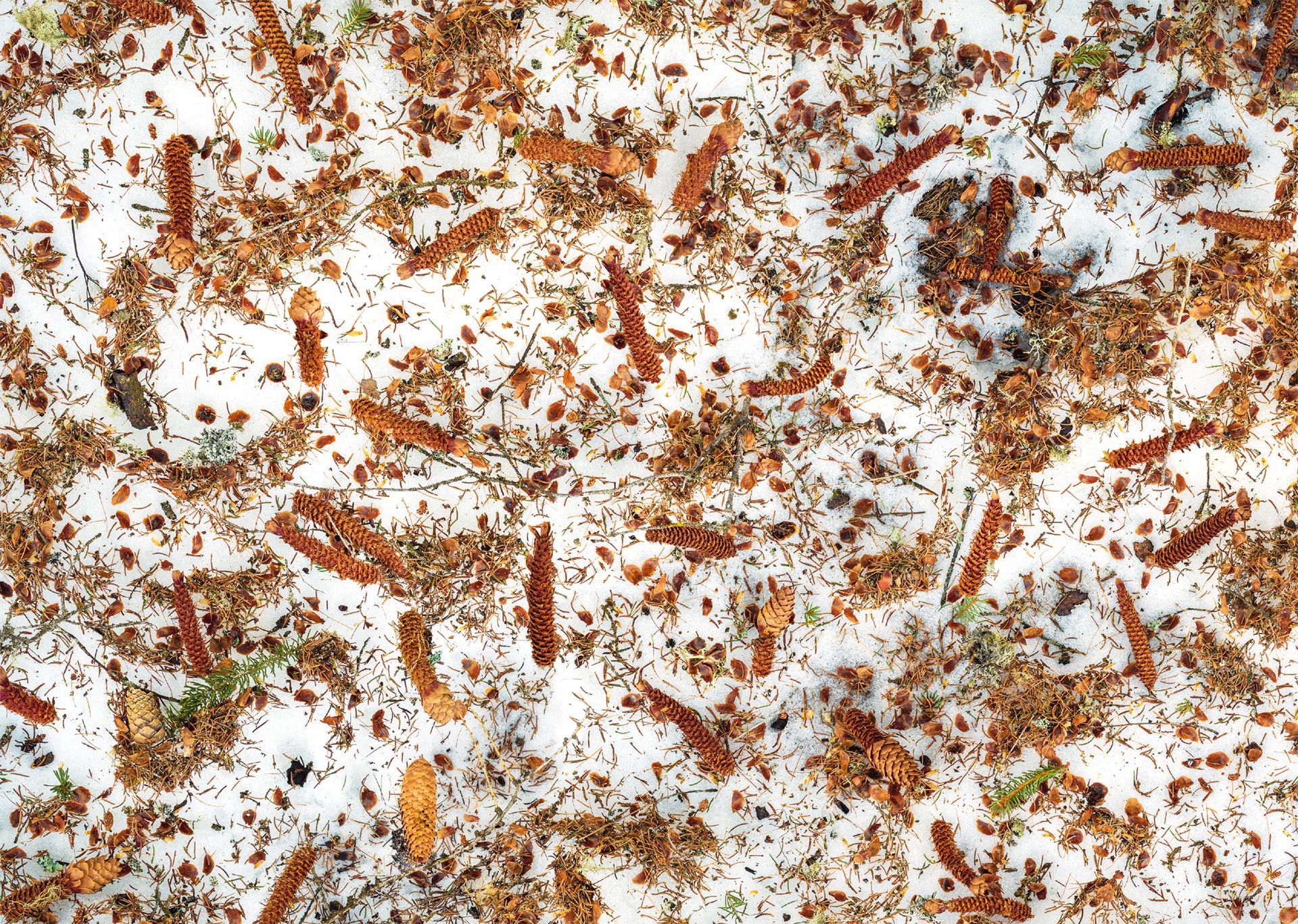 von Eichhörnchen abgeknabberte Tannzapfen