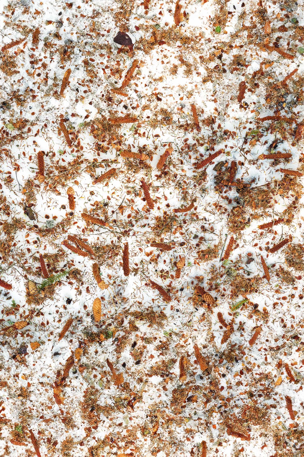 von Eichhörnchen abgeknabberte Tannzapfen